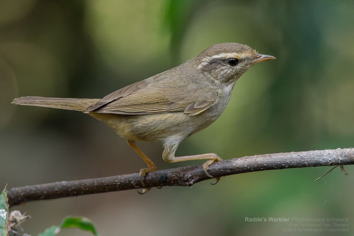 Radde's Warbler - Natthaphat Chotjuckdikul
