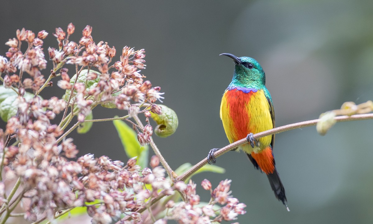 Regal Sunbird - ML116458021