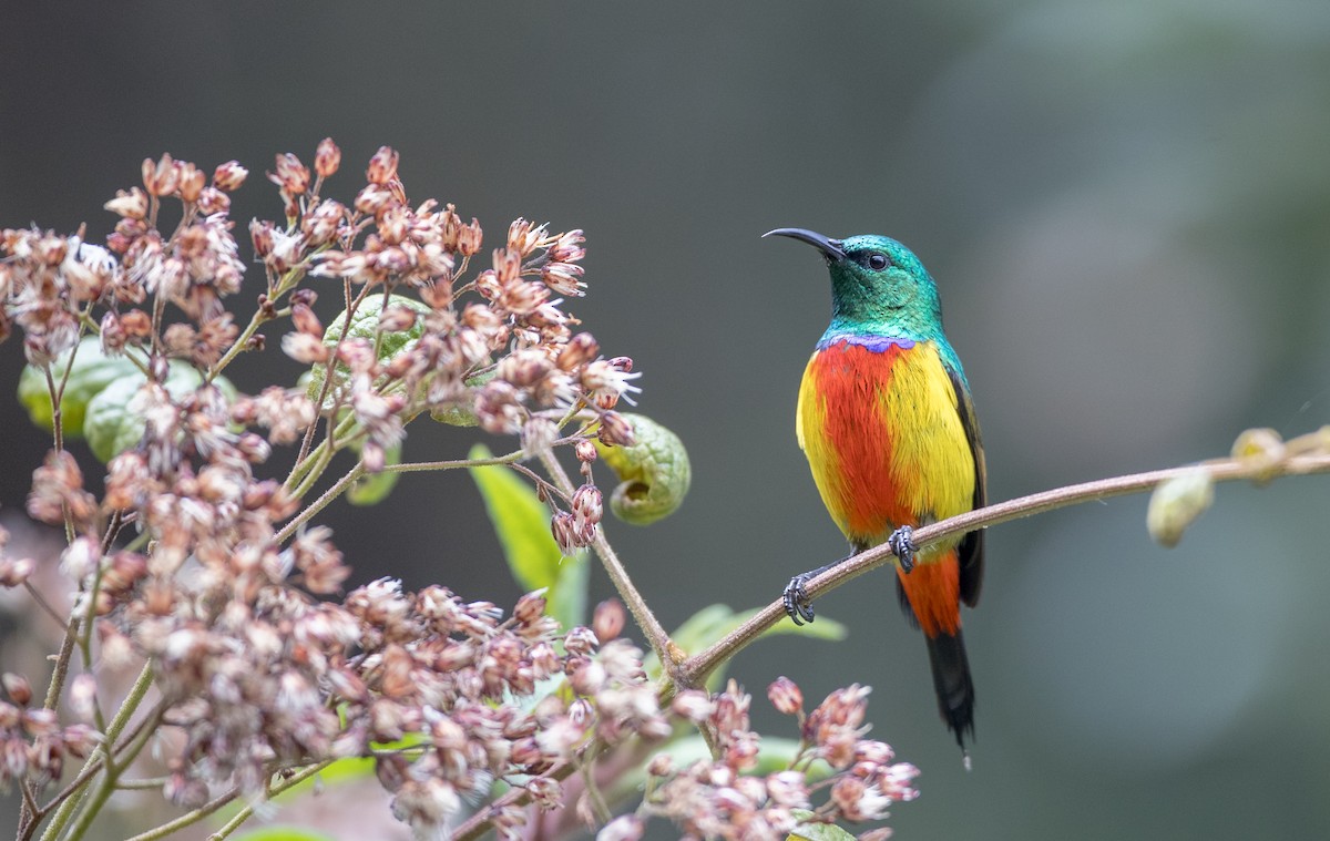 Regal Sunbird - ML116458041