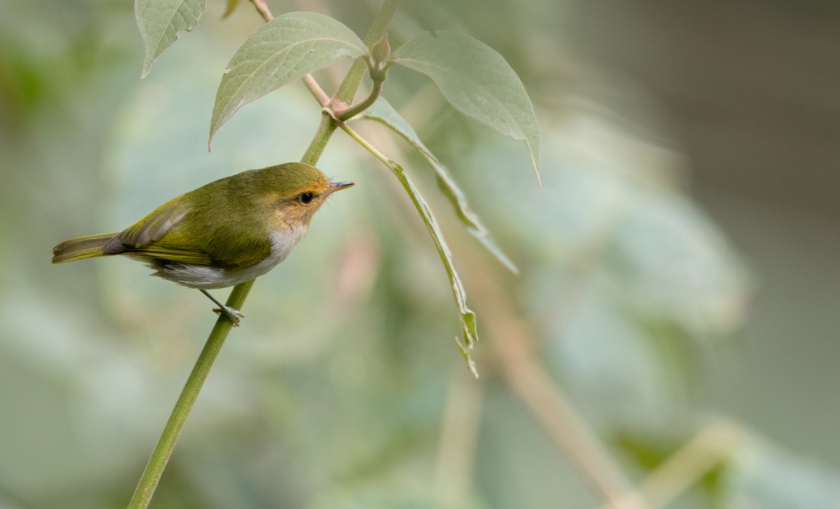 Red-faced Woodland-Warbler - ML116458071