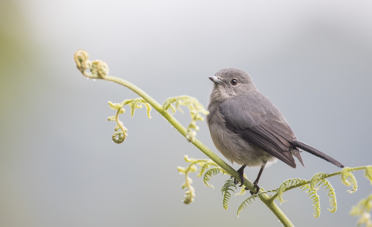 White-eyed Slaty-Flycatcher - Ian Davies