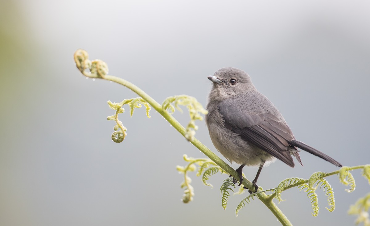 White-eyed Slaty-Flycatcher - ML116458081