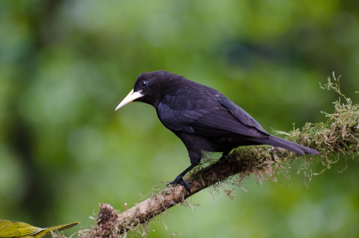 Red-rumped Cacique - ML116458281