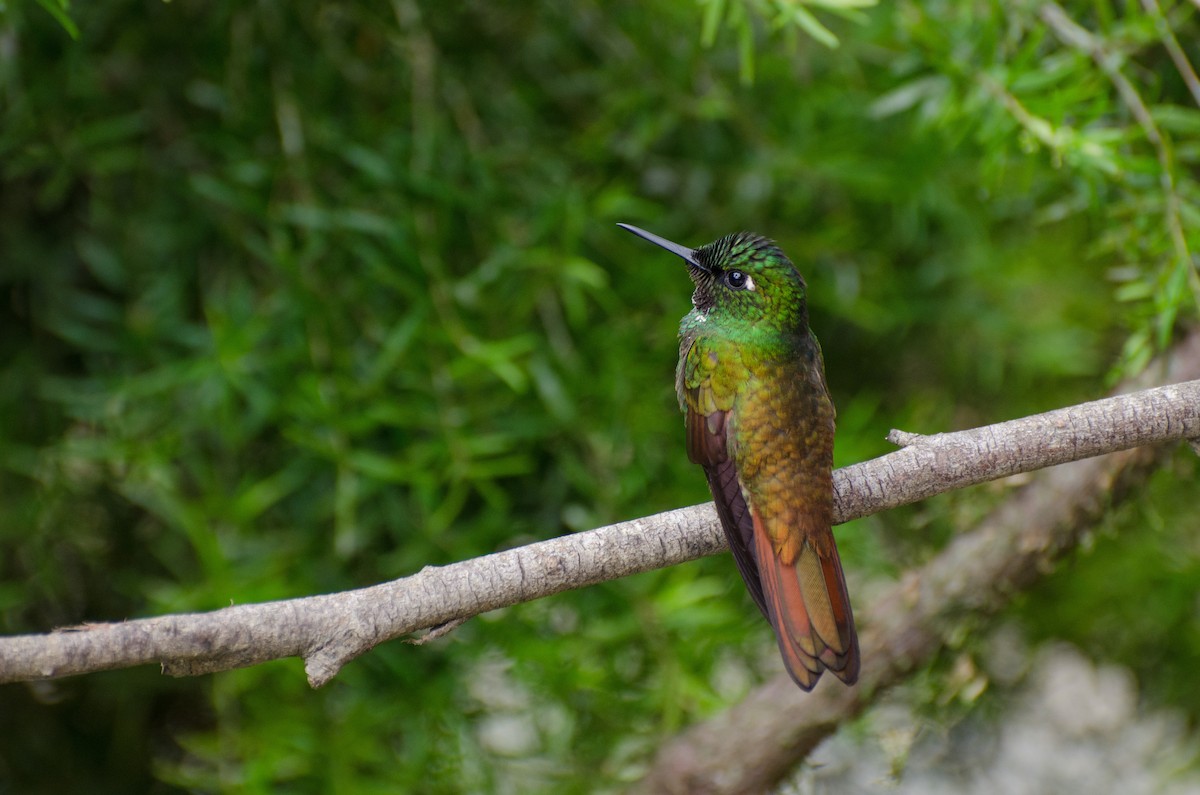 kolibřík brazilský - ML116458371