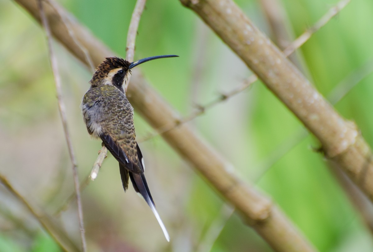 Scale-throated Hermit - ML116458451