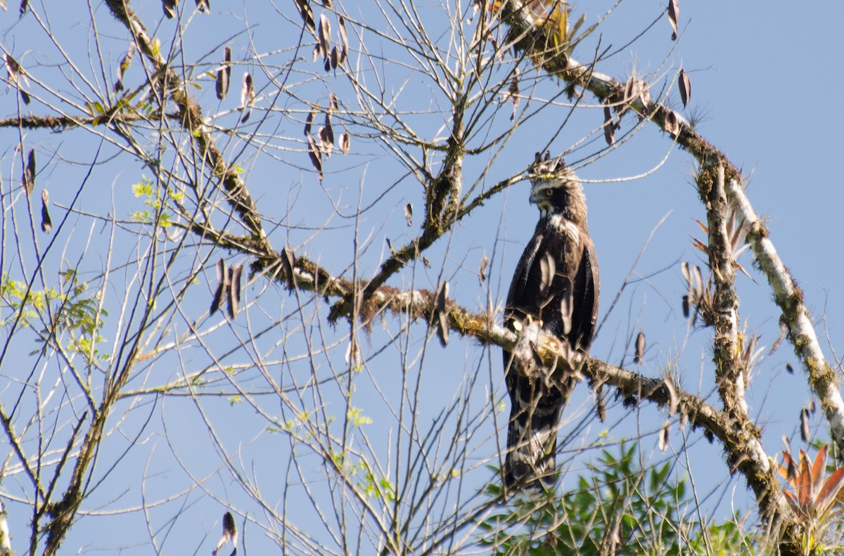 Black Hawk-Eagle - Marcos Eugênio Birding Guide