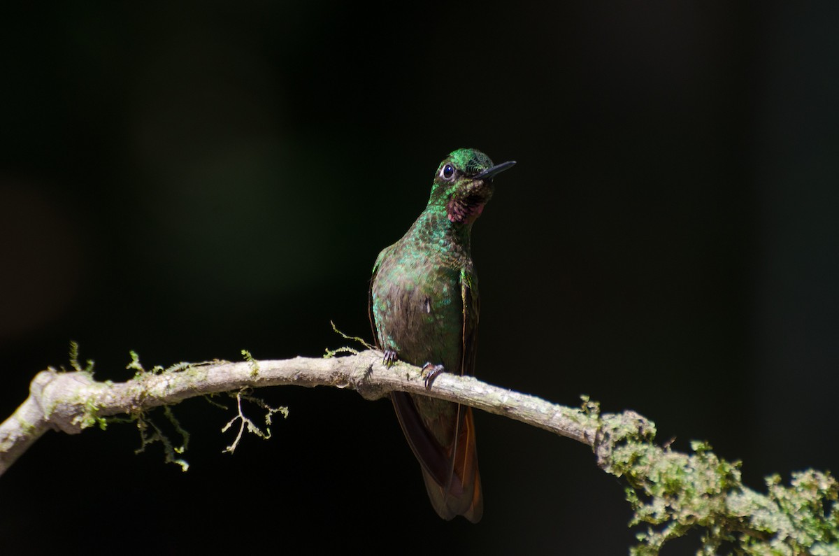 kolibřík brazilský - ML116458571
