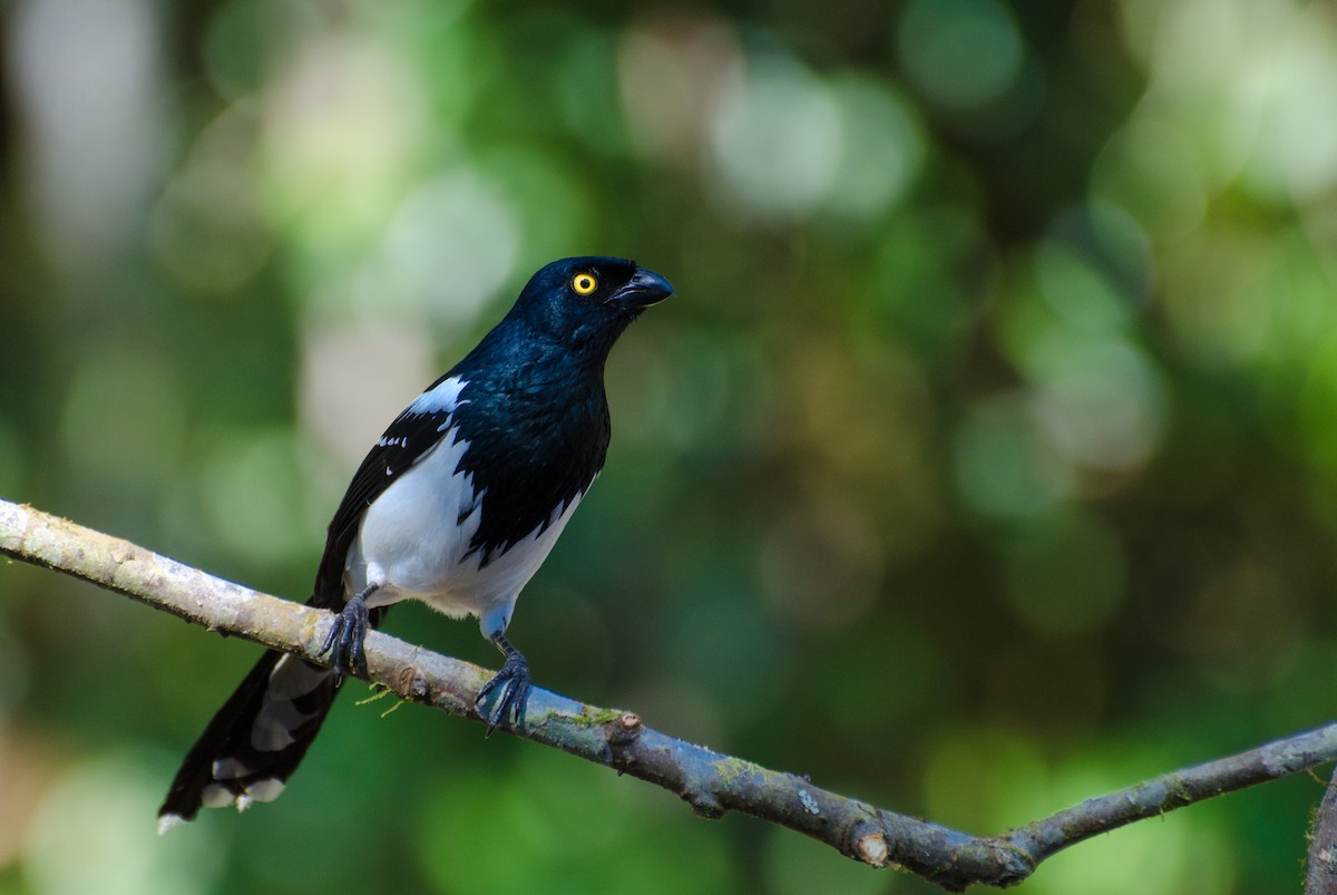 Magpie Tanager - ML116458601