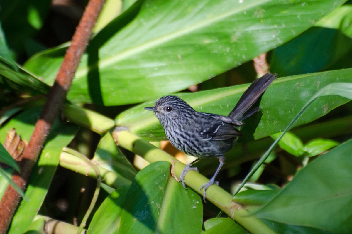 Dusky-tailed Antbird - ML116458631