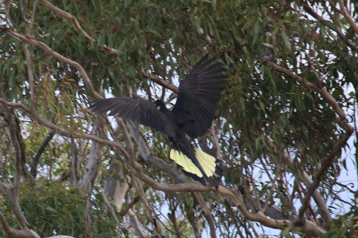 Cacatúa Fúnebre Coliamarilla - ML116458671