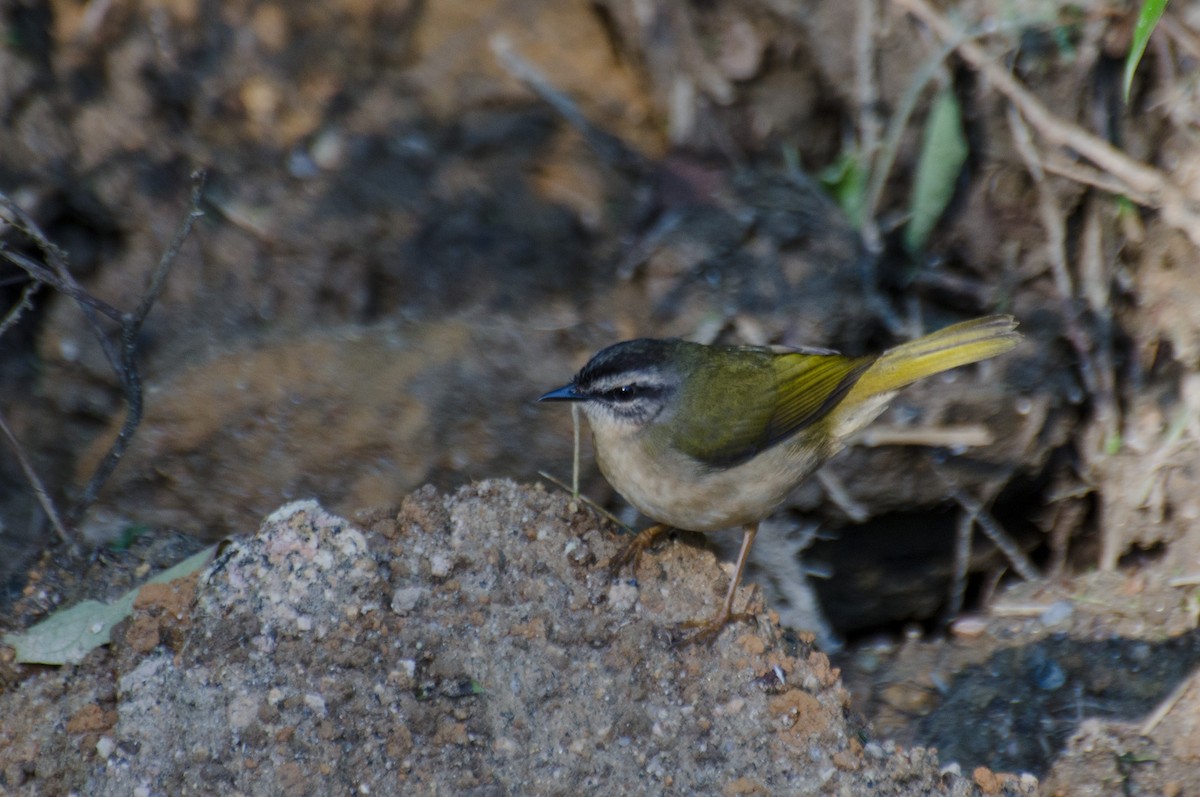 Riverbank Warbler - ML116458701