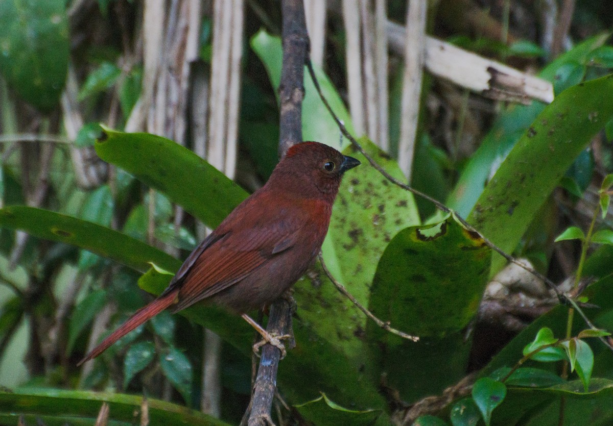 Red-crowned Ant-Tanager (Red) - ML116458881