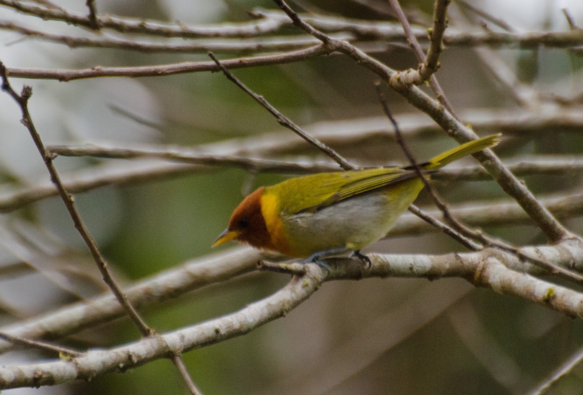 Rufous-headed Tanager - ML116459151