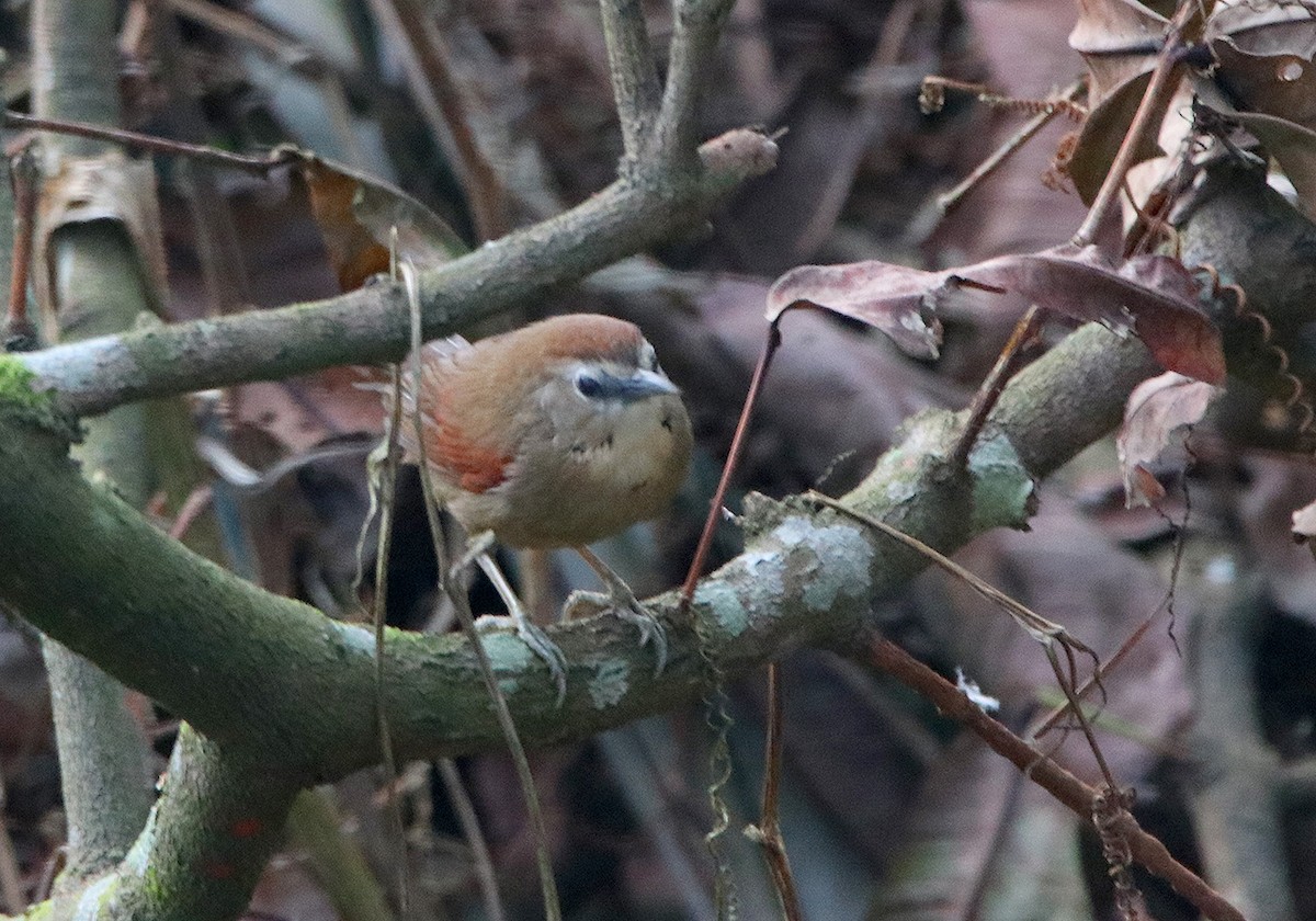 Crescent-chested Babbler - ML116459351