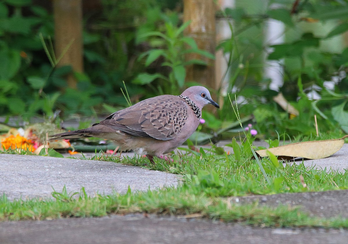 Spotted Dove - ML116459401