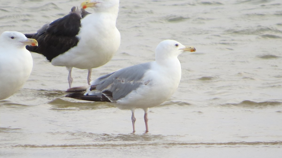 Caspian Gull - Anders Østerby