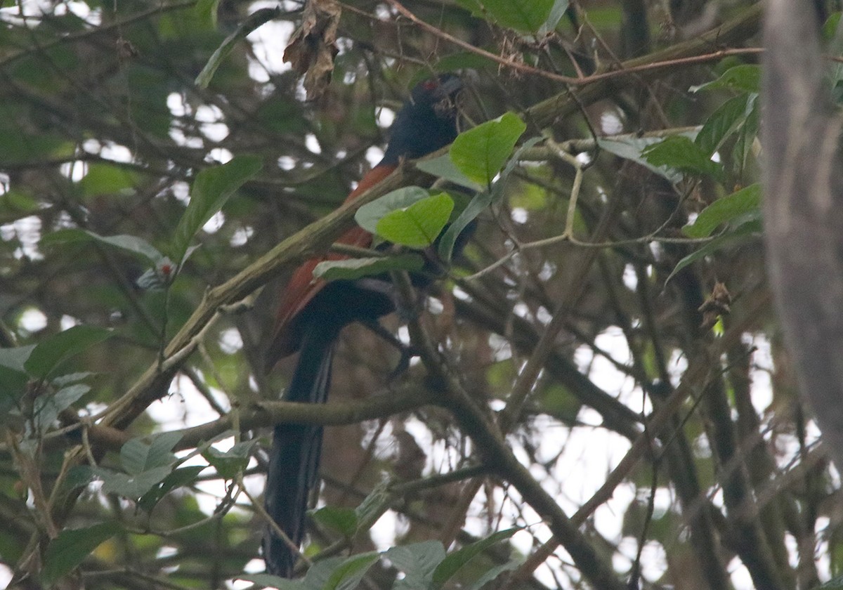 Greater Coucal - ML116460861