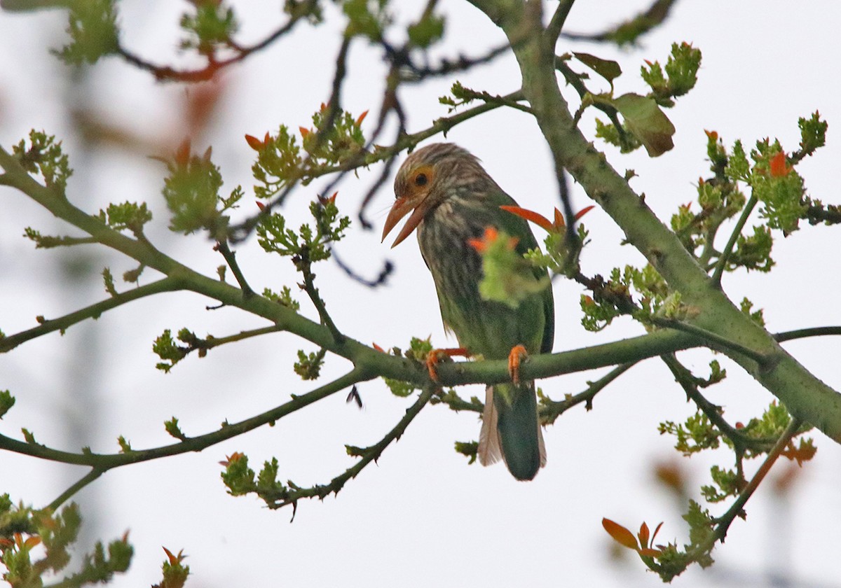 Lineated Barbet - ML116460891