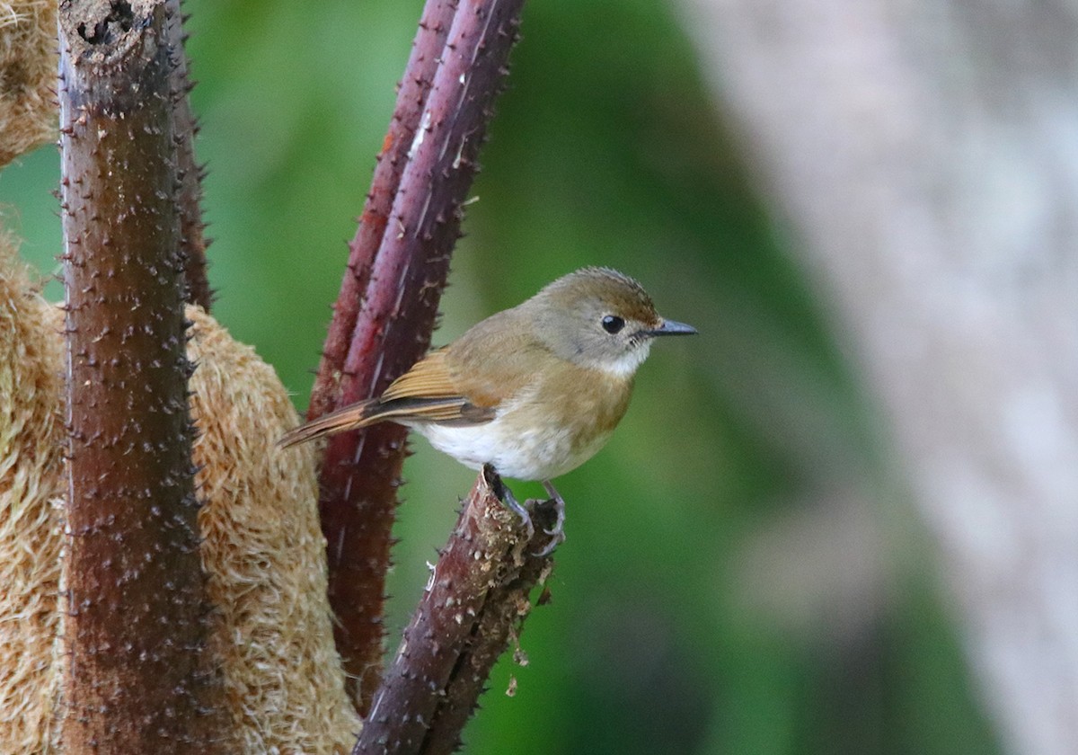 Fulvous-chested Jungle Flycatcher - ML116461051