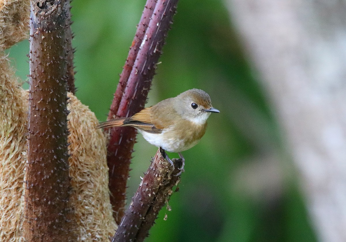 Fulvous-chested Jungle Flycatcher - ML116461061