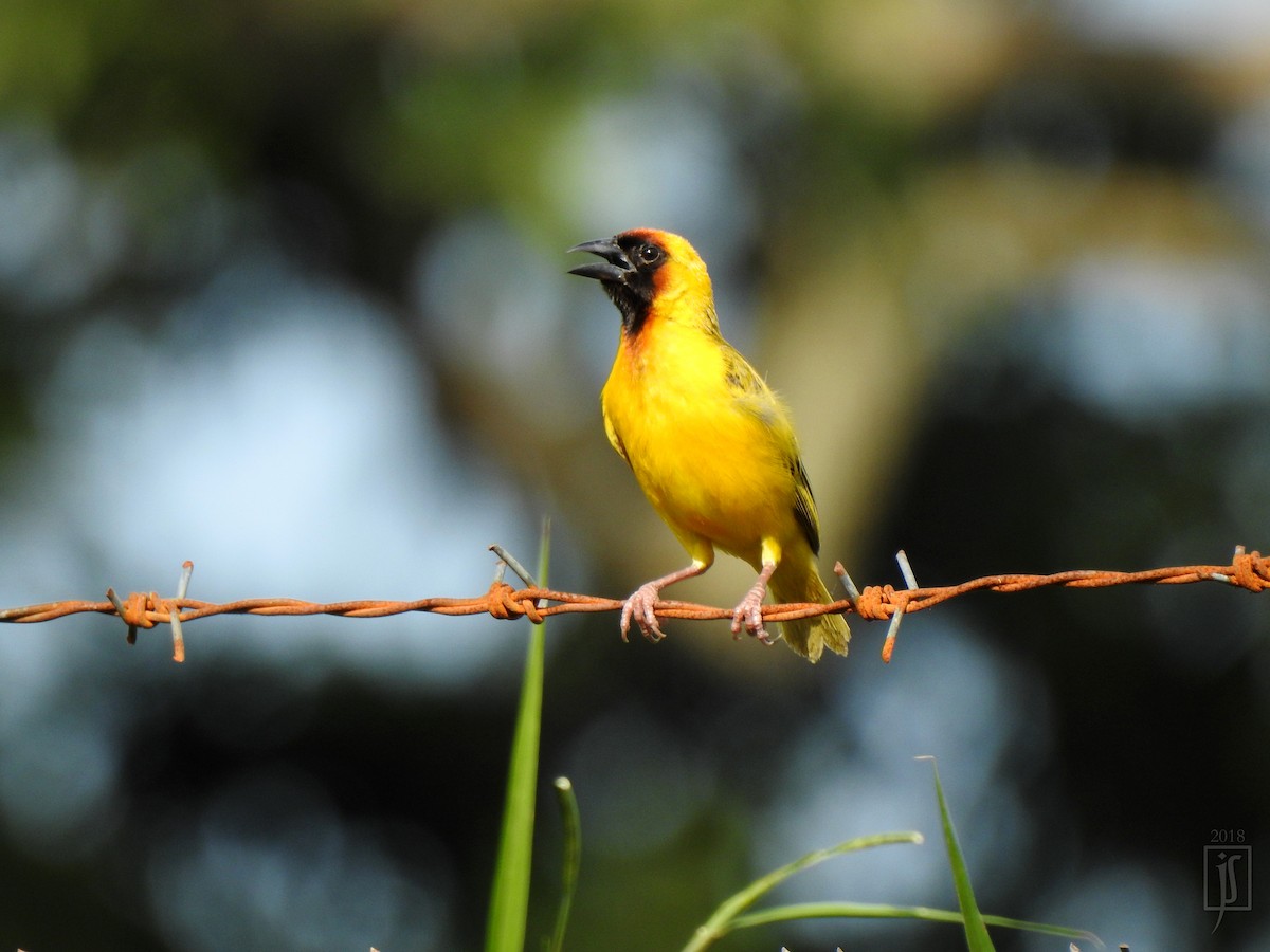 Northern Masked-Weaver - ML116461591