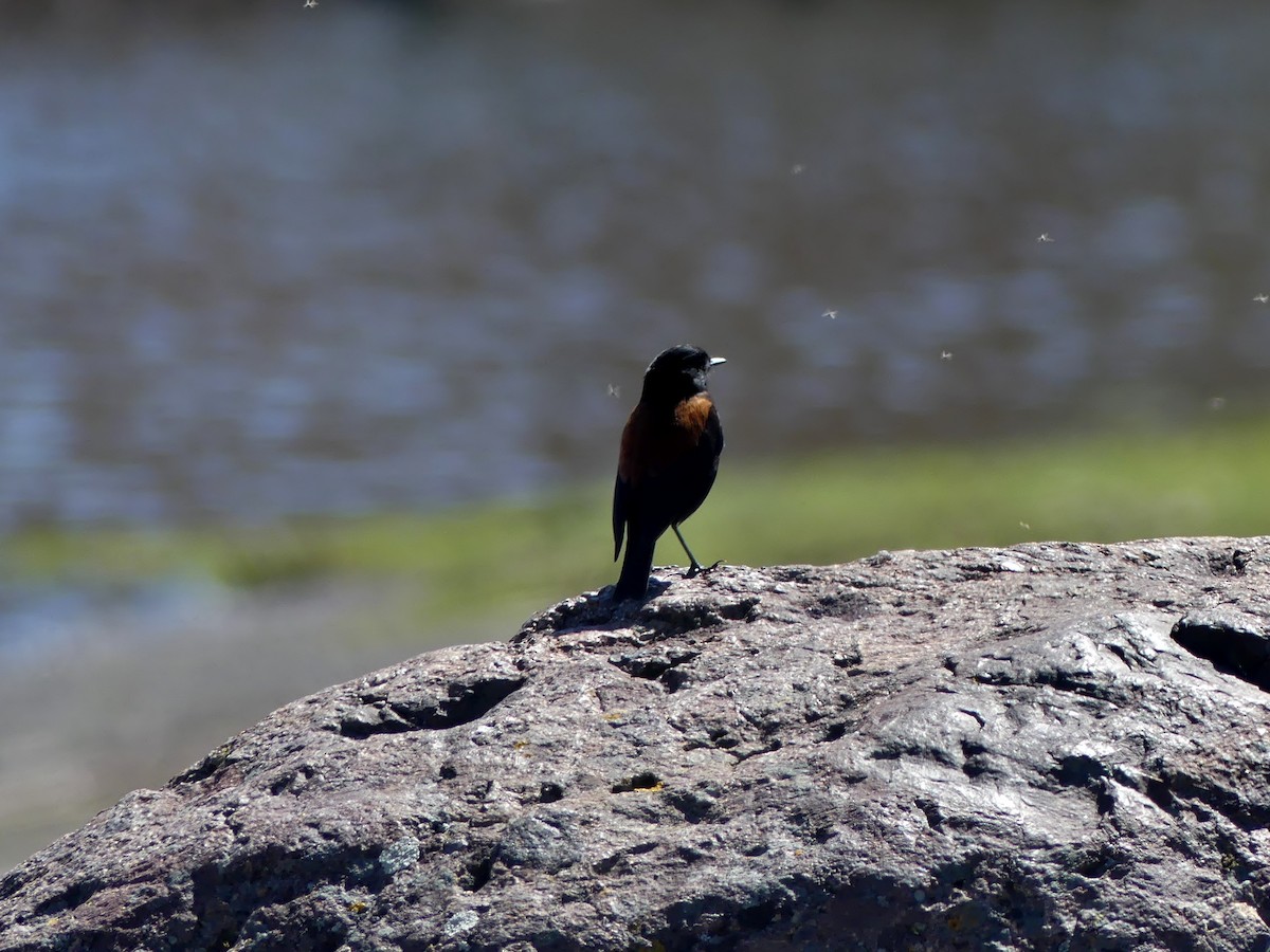 Austral Negrito - ML116462171