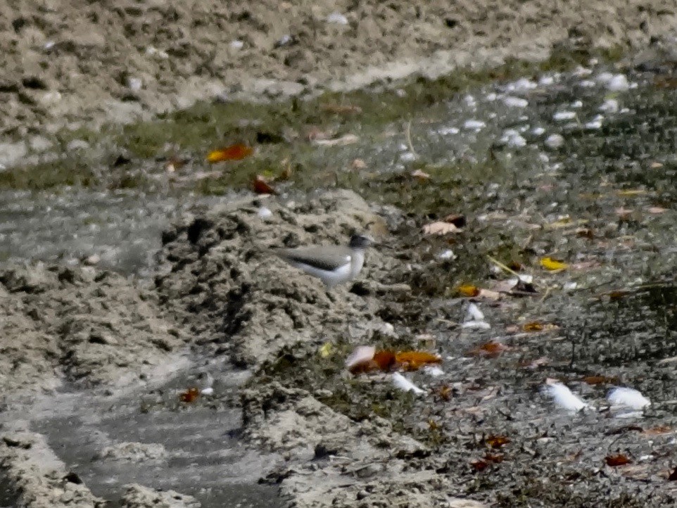 Spotted Sandpiper - ML116462211