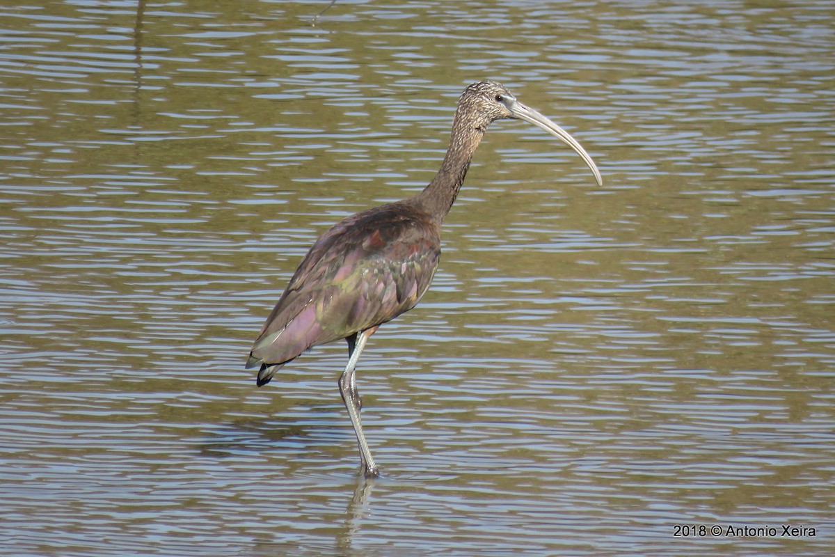 Glossy Ibis - ML116463211