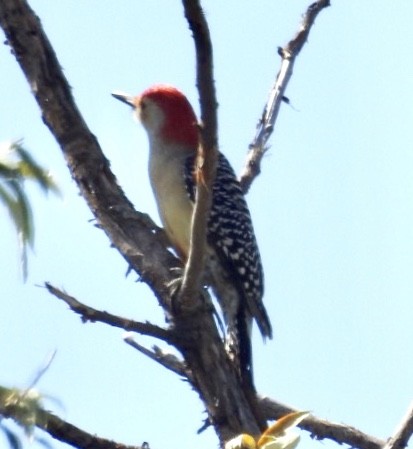 Red-bellied Woodpecker - ML116463221