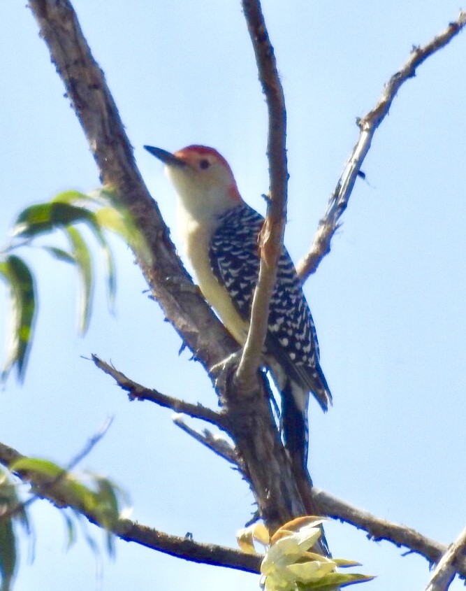 Red-bellied Woodpecker - ML116463231