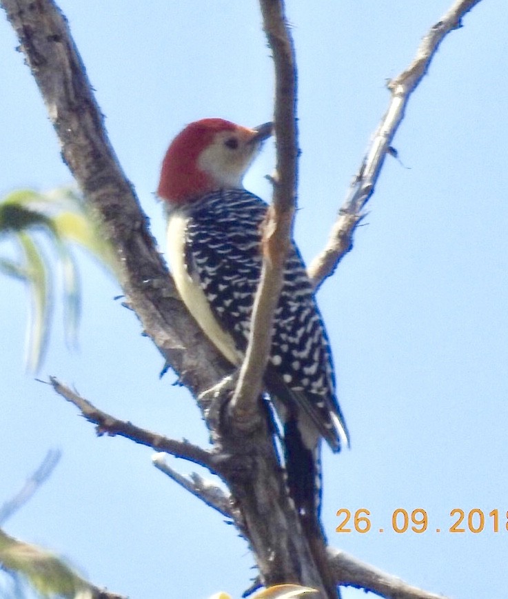 Red-bellied Woodpecker - ML116463241