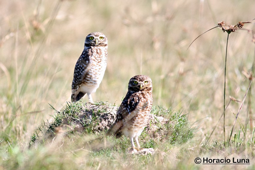 Burrowing Owl - Horacio Luna