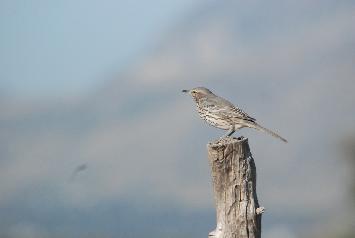 Sage Thrasher - ML116466021