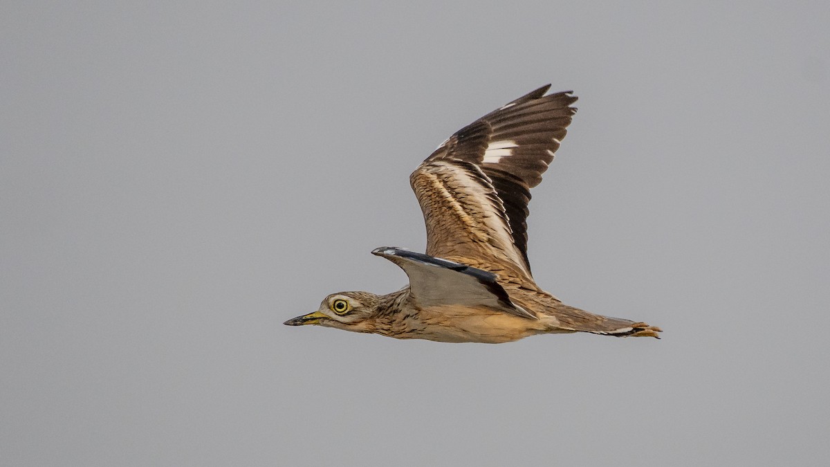 Indian Thick-knee - Parmil Kumar