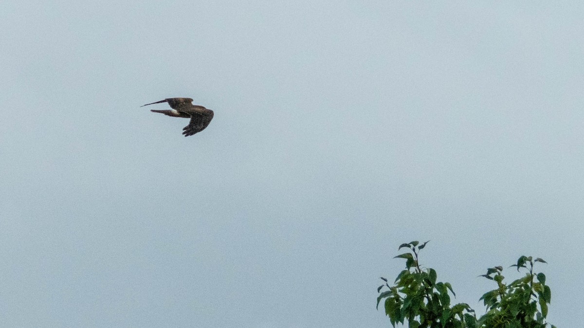 Northern Harrier - ML116469041