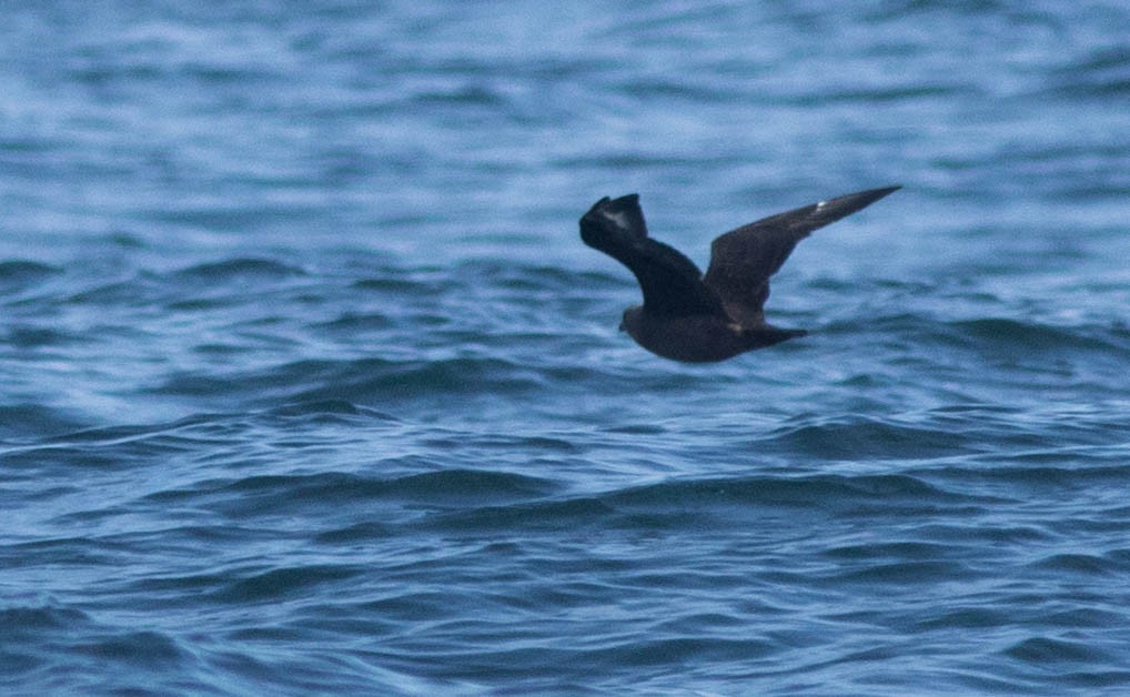 South Polar Skua - Joachim Bertrands