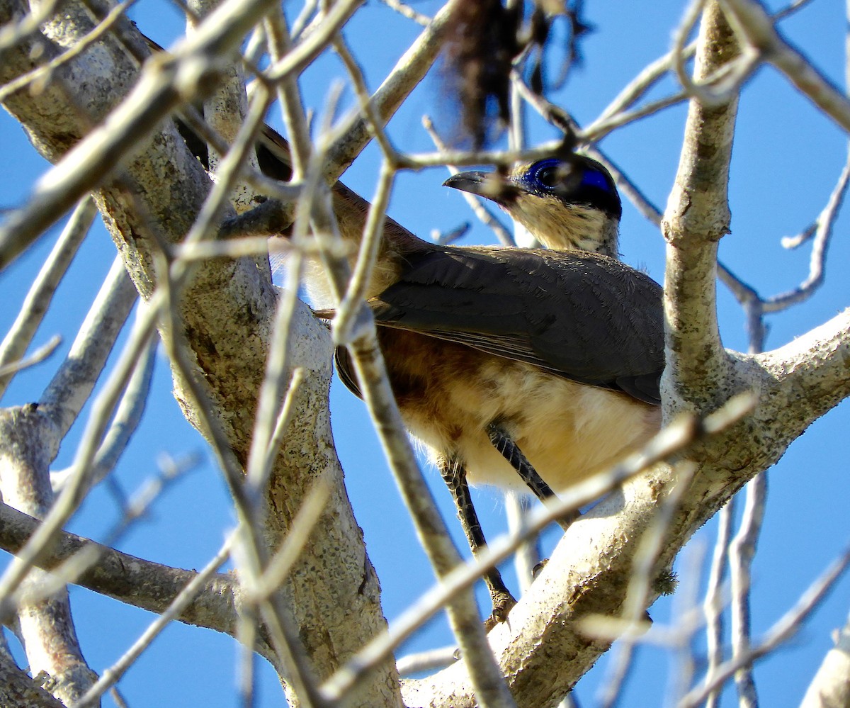 Red-capped Coua (Green-capped) - ML116472481