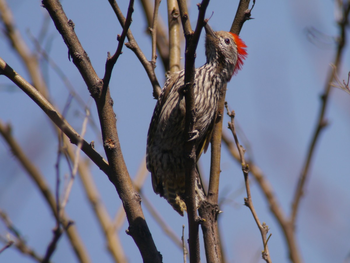 Cardinal Woodpecker - ML116473691