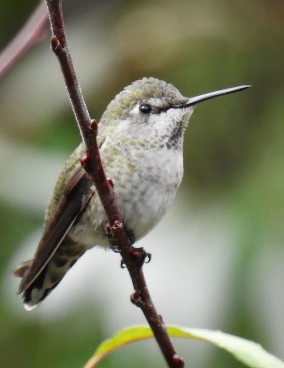 Anna's Hummingbird - ML116474101