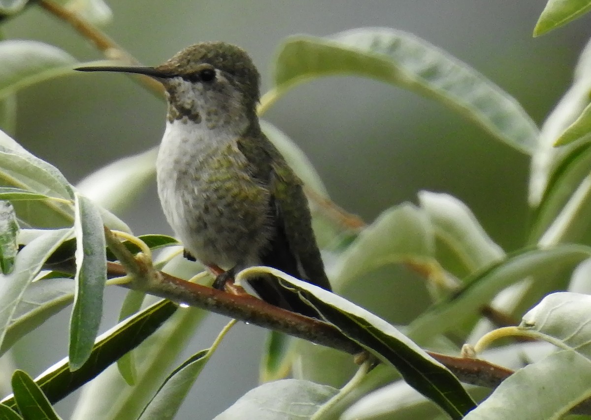 Anna's Hummingbird - ML116474111