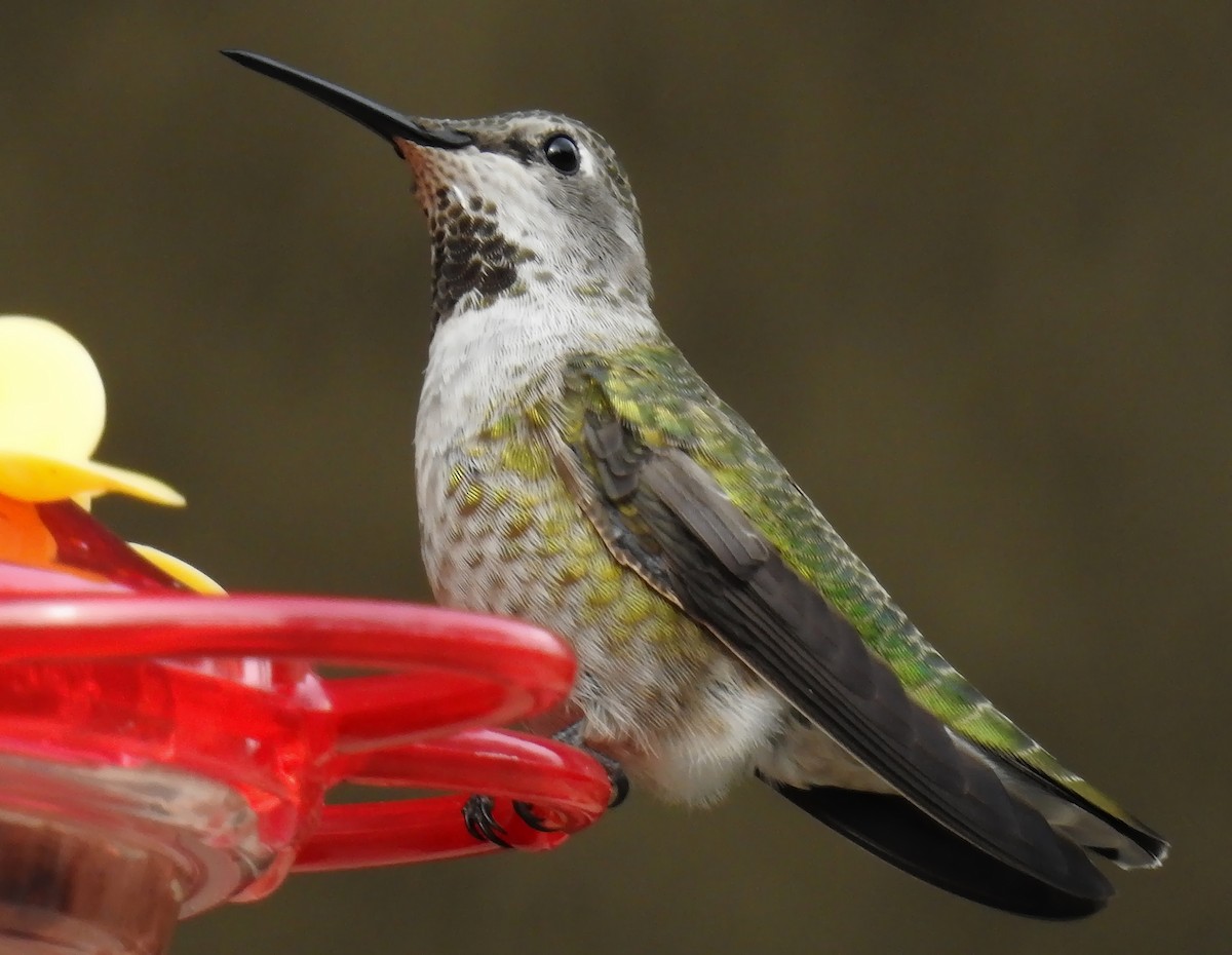 Anna's Hummingbird - ML116474171