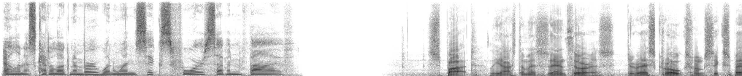 Spot Croaker - ML116475