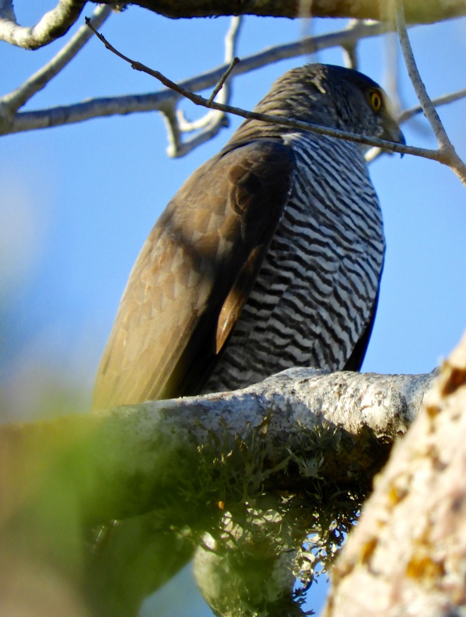 Frances's Sparrowhawk - ML116475171