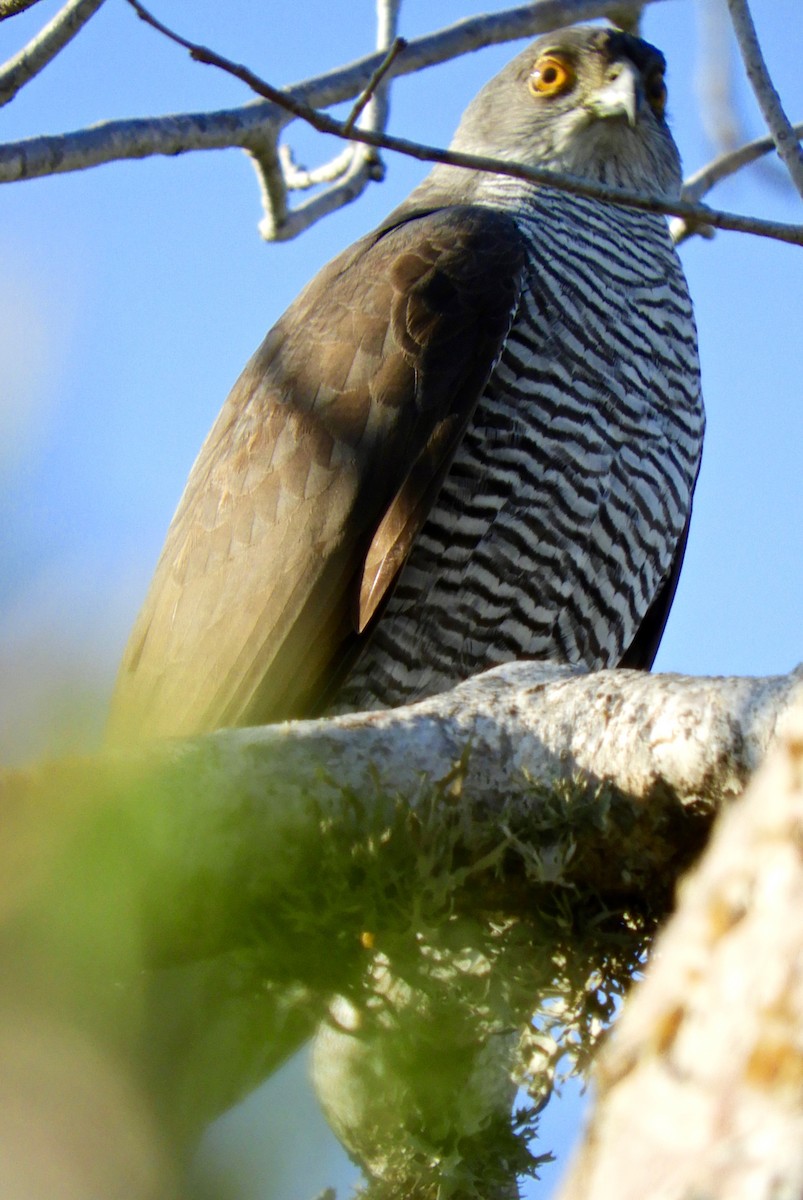 Frances's Sparrowhawk - ML116475181