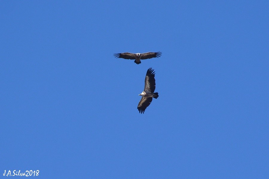 Eurasian Griffon - ML116475801