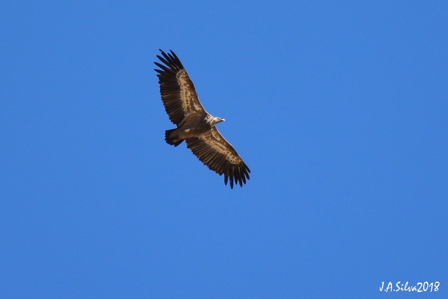 Eurasian Griffon - ML116475811