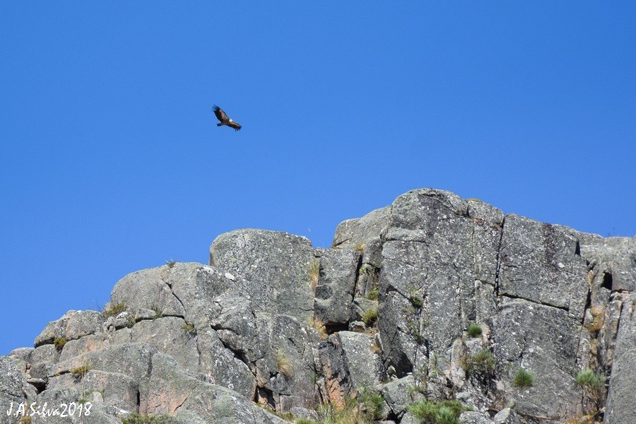 Eurasian Griffon - ML116475831