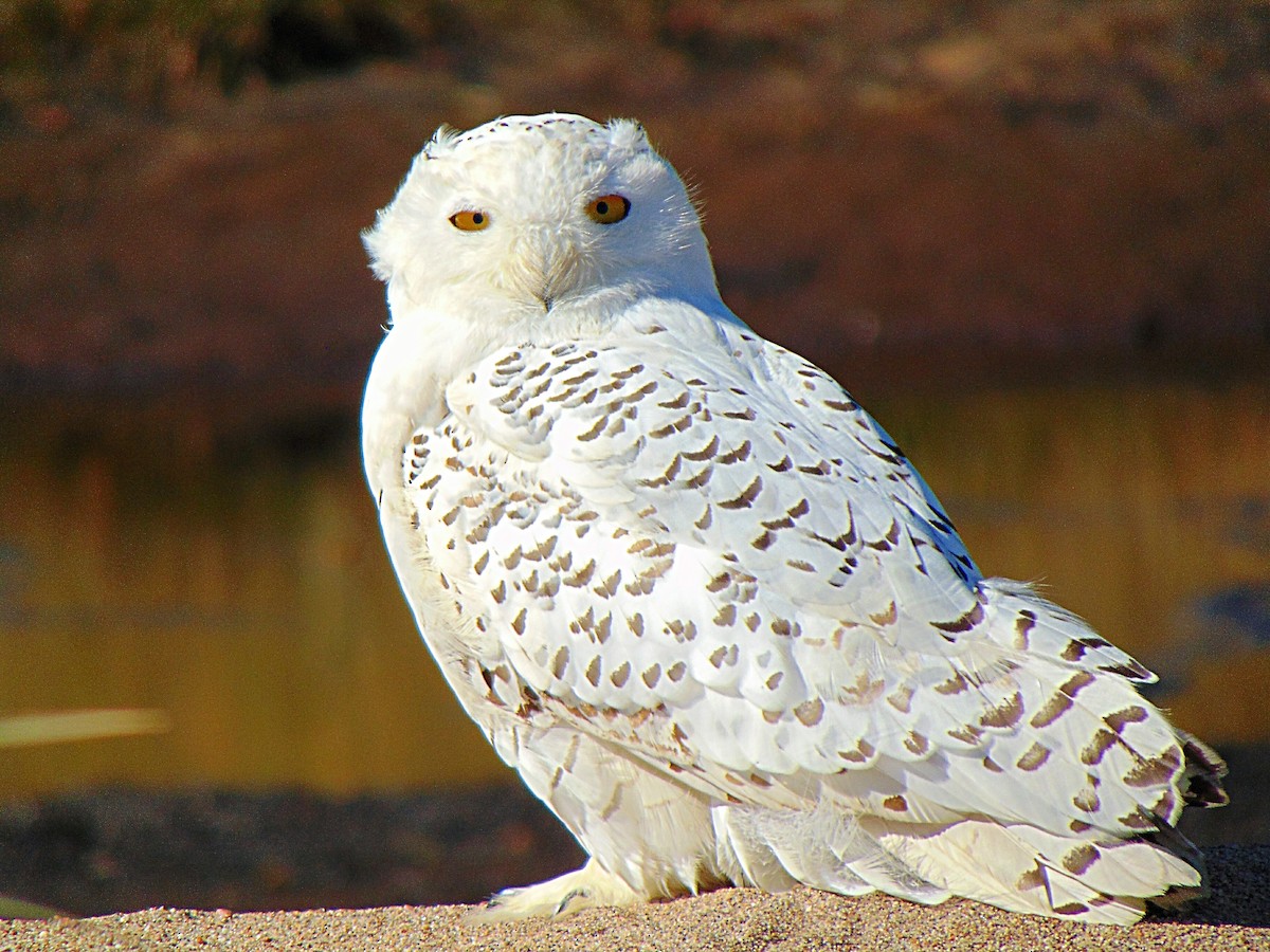 Snowy Owl - ML116475941