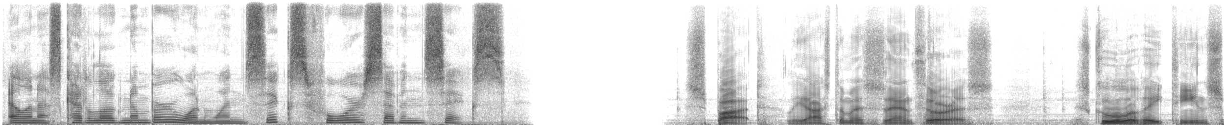 Spot Croaker - ML116476