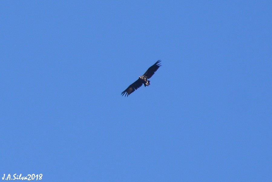 Cinereous Vulture - ML116476101